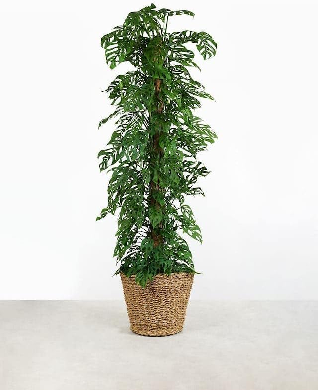 Gardenera Monstera Adansonii Growing Medium - Enhance Aeration, Drainage & Nutrient Delivery - 3 Quart