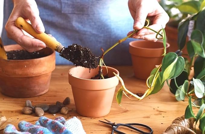 Gardenera Epipremnum Potting Mix - Promote Strong Roots and Luxurious Leaves with Our Premium Blend - 4 Quart