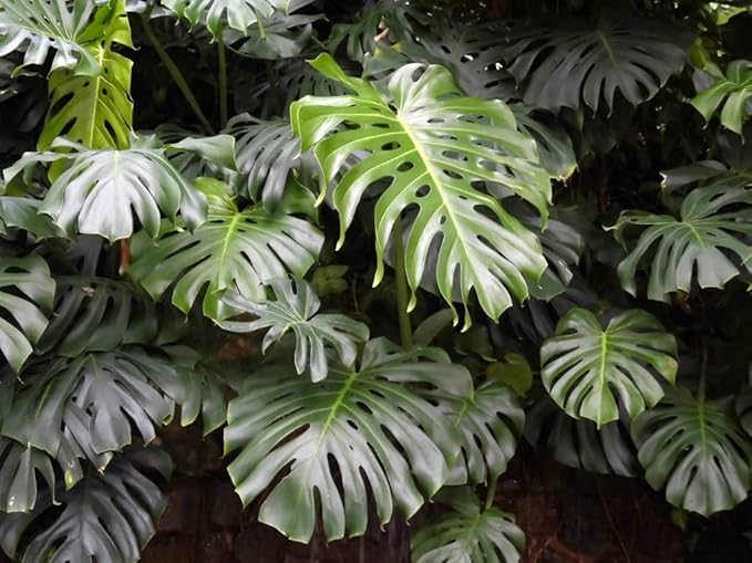 Premium Monstera Borsigiana Potting Soil - Enhanced Drainage and Aeration for Healthy Foliage by Gardenera - 3 Quart