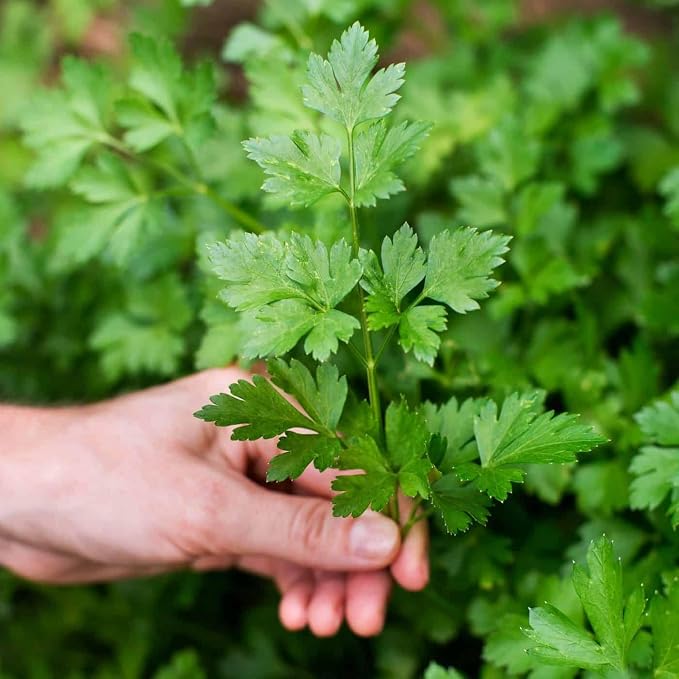 Premium Parsley Plant Soil Mix by Gardenera - Stimulate Growth and Elevate Culinary Dishes with Nourishing Formula - 5 Quart