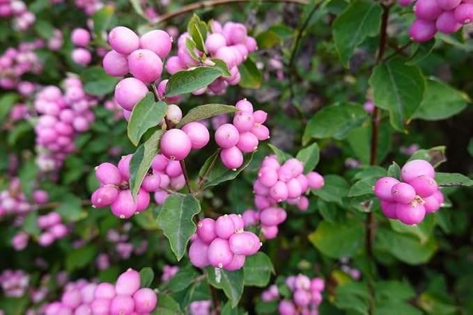Coralberry Seedlings for Planting - Amazing Color for Viewing and Wildlife - Indian Currant (Symphoricarpos orbiculatus) (3 Seedlings)