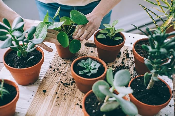 Organic Black Mulch by Gardenera - Boost Soil Health and Suppress Weeds for Thriving Plants - 2 QUARTS
