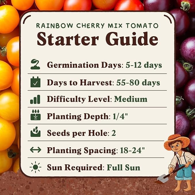 Seedboy Organic Rainbow Cherry Tomato Seeds for Planting Indoor and Outdoor, Non-GMO and USDA Certified Vegetable Seed Packet for Hydroponic Garden Indoor or Planting Outdoors (Cherry Tomato)
