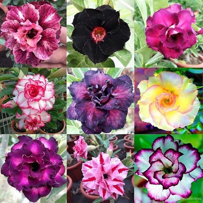 GARDENERA Desert Rose Potting Soil - Perfect Formula for Healthy and Vibrant Adenium Growth - 3 QUARTS