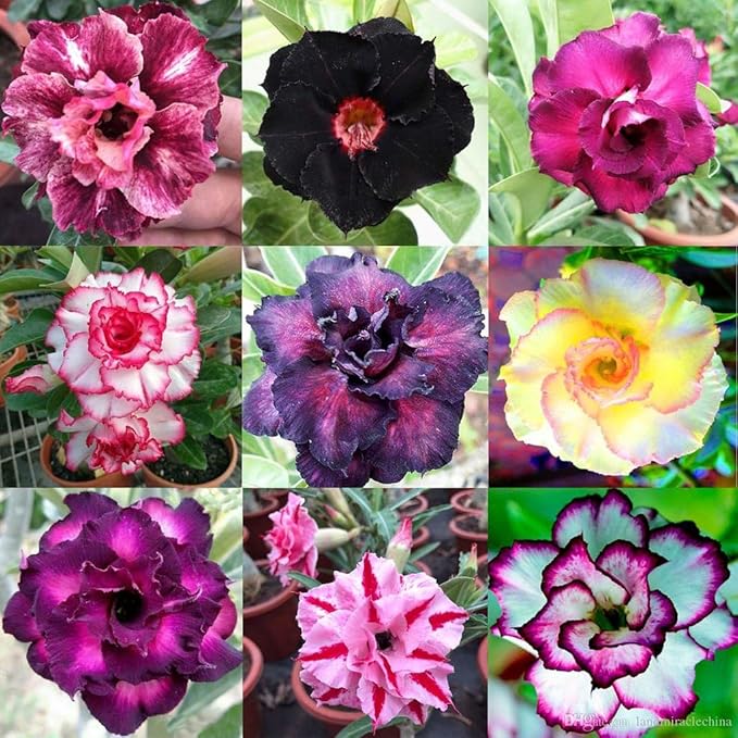 Gardenera Desert Rose Potting Mix - Crafted for Superior Performance and Stunning Blooms - 10 QUARTS