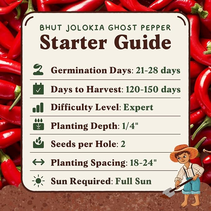 Seedboy Ghost Pepper Seeds for Planting Indoor and Outdoor, Non-GMO Vegetable Seed Packet for Hydroponic Garden Indoor or Planting Outdoors (Bhut Jolokia Ghost Pepper)