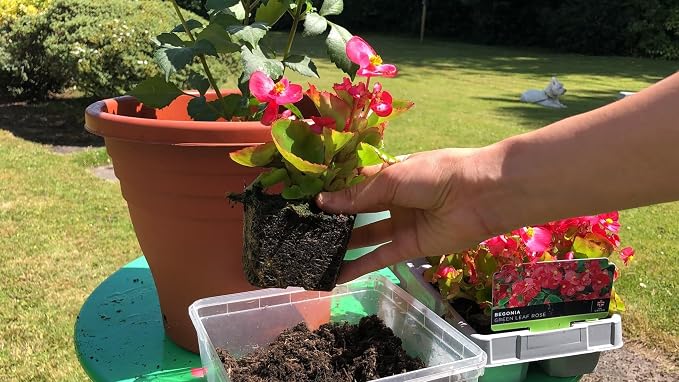 GARDENERA Begonia Plant Potting Soil - Enhance Blooming Beauty and Health with Professional Grade Nutrient-Rich Mix - 3 Quart