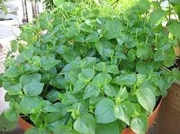 Set of 5 Vietnamese Vegetables Ngò GAI, Rau Càng Cua, Rau tía tô, Kinh giới, húng lũi Culantro Thai Parley, peperomia pellucida Plant Seeds and Vietnamese Perilla Seeds 1000++ Seeds/Bag