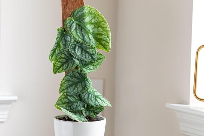 Premium Monstera Dubia Plant Potting Mix - Enhanced Aeration and Nutrient Retention - 1 Quart
