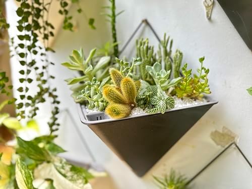 LaLaGreen Wall Planters for Indoor Plants
