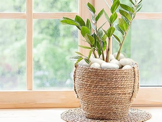 FANTIAN 2 lbs Polished White Pebbles for Pebbles, 1-2 Inch Smooth White River Rocks for Plants Potted Vases Fillers Fish Tank Landscaping and Outdoor Garden Decorative Rocks