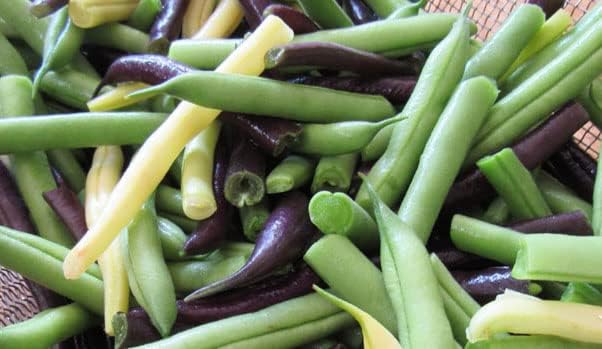 Bean Seeds for Planting Vegetables and Fruits. Pole Beans,Bush Beans,Romano Beans.Non GMO Garden Seeds for Home Vegetable Garden-Organic Bush Bean Mix 45ct+ Purple,Yellow&Green Bean Seeds, No Trellis