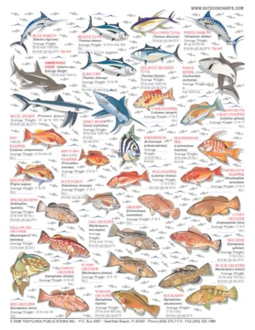 Atlantic Ocean Saltwater Identification Chart #5 (Gulf of Mexico, Bahamas, and Caribbean) - Waterproof Quick Reference Guide | Portable & Built to Last | Double-Sided & Easy to Read