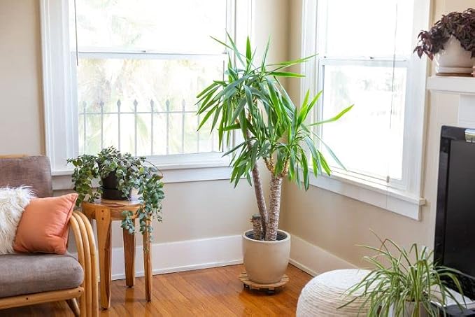 Gardenera's Expert Blend for Peace Lilies: Canadian Peat Moss, New Zealand Bark, Perlite, Bamboo Charcoal Ideal for Indoor Plants - [1-Quart Bag]