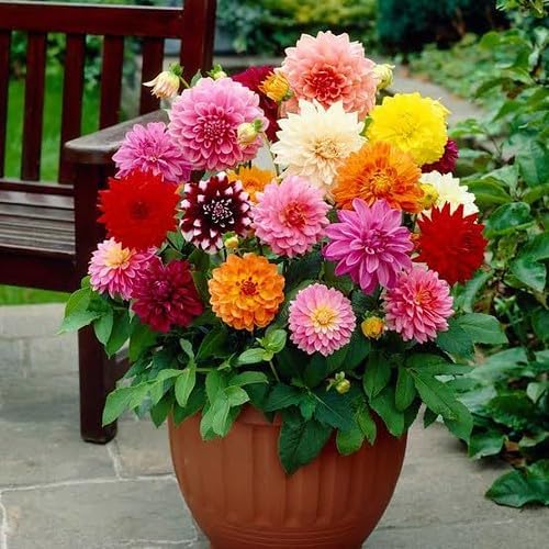 Gardenera Premium Dahlia Potting Soil Mix - Ideal for Growing Vibrant and Healthy Dahlias - 20 Quart