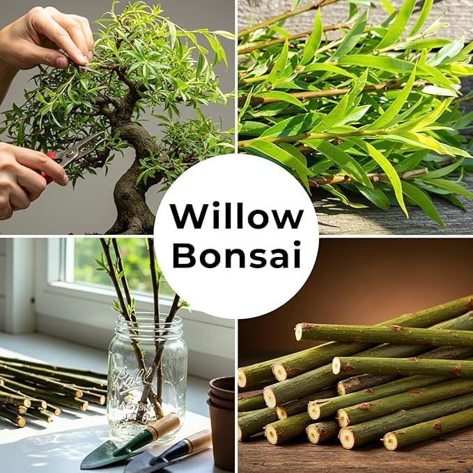 Weeping Willow Bonsai Tree Cutting to Grow – Live Indoor Plant for Home & Office Décor | Hand-Trained Miniature Tree with Elegant Cascading Branches | Easy Care Gift for Plant Lovers - Bonsai Material