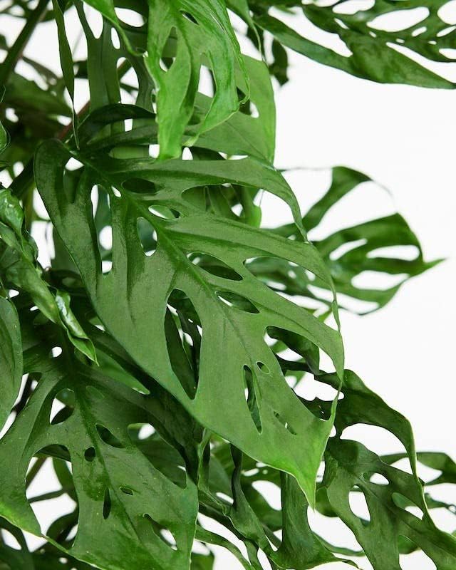Gardenera Monstera Adansonii Advanced Potting Blend: Boost Aeration, Drainage & Nutrient Absorption - 4 Quart