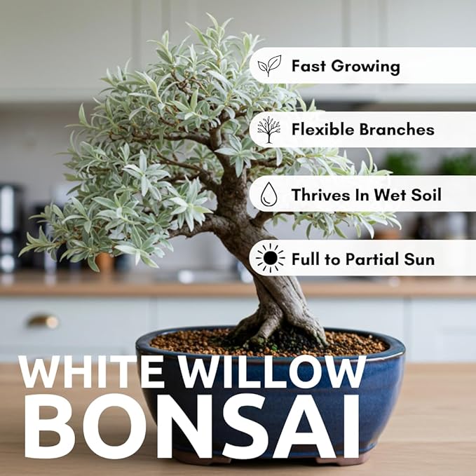 Live Dwarf White Willow Bonsai Tree Cutting to Grow - Stunning Silvery-Green Leaves - Fast Growing, Indoor/Outdoor Bonsai Material - Easy-to-Root & Bloom - Unique Living Gift for Plant Lovers