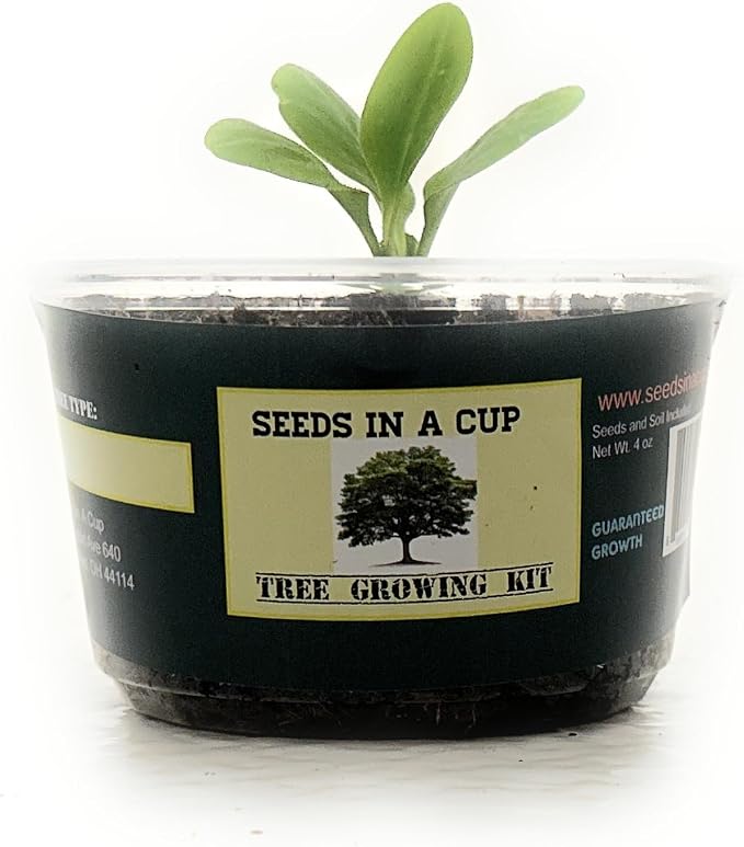 Tree Grow Kit | Easy to use | Educational | Memorial Gift | Plant It for The Planet | Grow Your Own Tree |Wide Selection to Choose from (Olive)