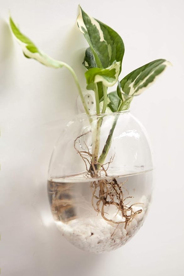 Mkono Wall Hanging Glass Terrariums Planter Oblate Flower Vase