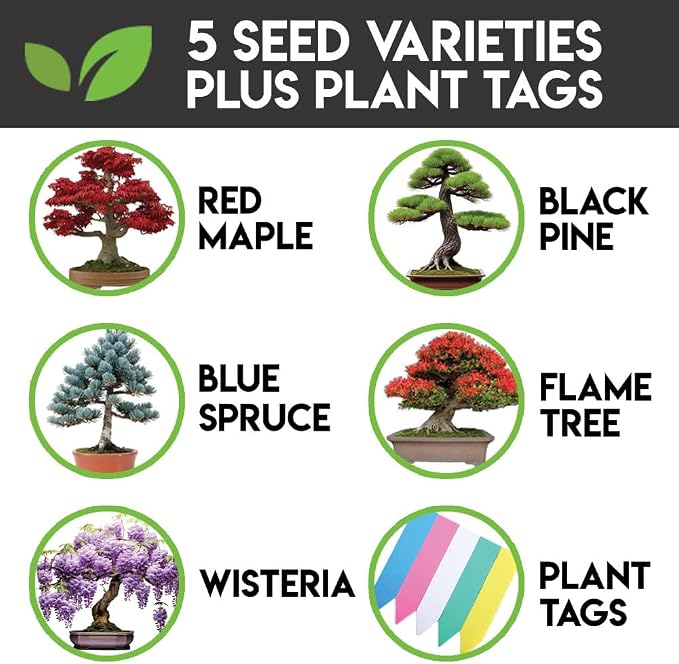 5 Types Bonsai Tree Kit, Wisteria, Black Pine, Blue Spruce, Red Maple Tree, Flame Tree, Bonsai Seeds for Indoor Outdoor Garden DIY, Plant Lover Highly Prized for Men and Women
