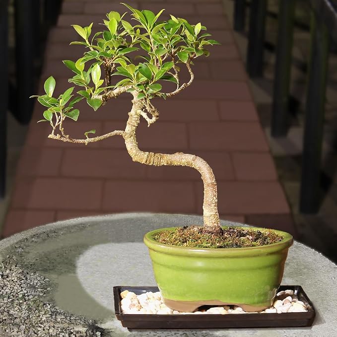 Brussel's Bonsai - Live Golden Gate Ficus Bonsai Tree with Ceramic Bonsai Pot & Humidity Tray, Indoor Bonsai Plant, 7 Years Old, 8-16 Inches Tall, Easy Care Houseplant for Home or Office (Medium)