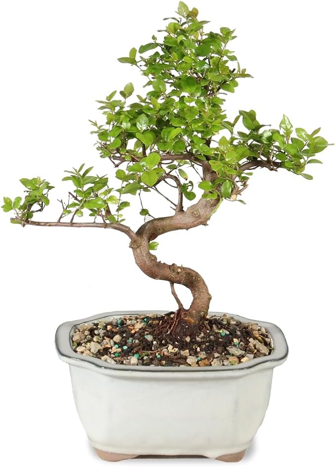 Brussel's Bonsai Live Chinese Sweet Plum Bonsai Tree - 5 Years, 6 to 10 in - Indoor Bonsai in Ceramic Bonsai Pot