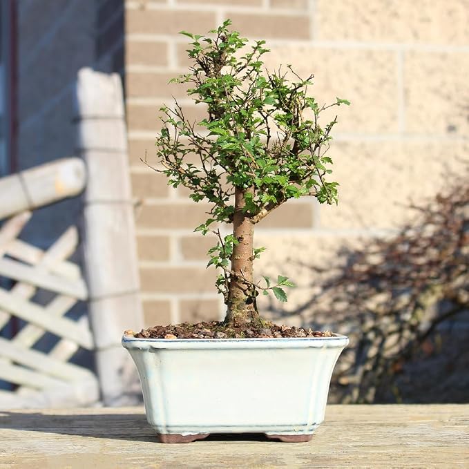 Brussel's Bonsai Live Chinese Elm Bonsai Tree, Outdoor - Small, 5 Years Old, 6 to 8 inches Tall - Includes Decorative Ceramic Bonsai Pot