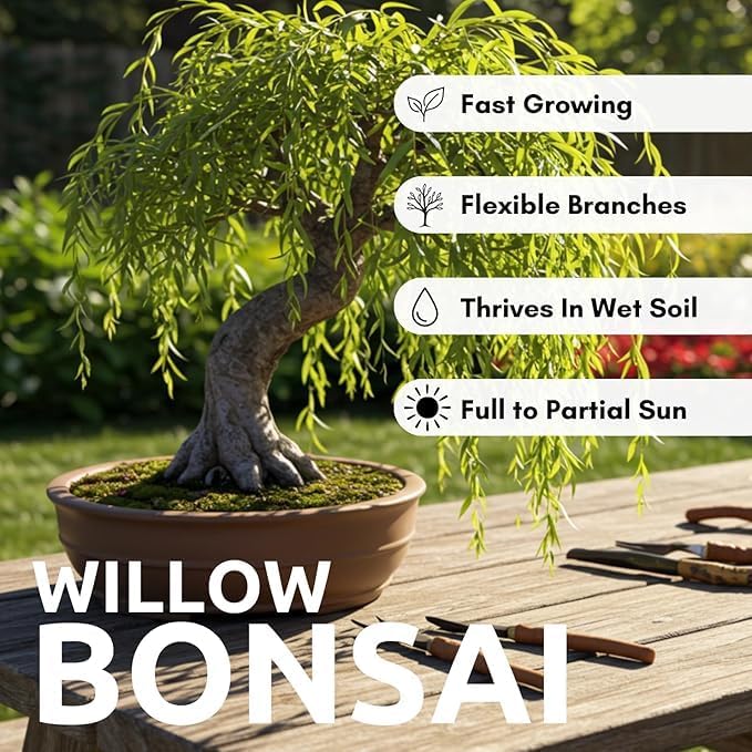Weeping Willow Bonsai Tree Cutting to Grow – Live Indoor Plant for Home & Office Décor | Hand-Trained Miniature Tree with Elegant Cascading Branches | Easy Care Gift for Plant Lovers - Bonsai Material