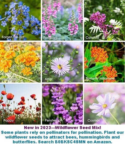 Bean Seeds for Planting Vegetables and Fruits. Pole Beans,Bush Beans,Romano Beans.Non GMO Garden Seeds for Home Vegetable Garden-Organic Bush Bean Mix 45ct+ Purple,Yellow&Green Bean Seeds, No Trellis