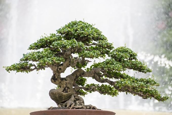 Gardenera Bonsai Soil Premium Potting Mix - 20 Quart - Trusted by Bonsai Enthusiasts for Exceptional Results and Healthier Trees (4 Bags of 5 Quart)