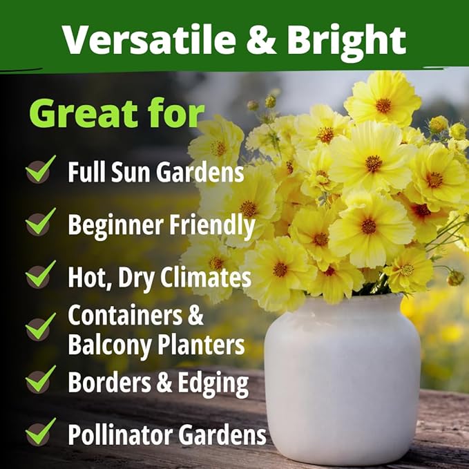 HOME GROWN Dwarf Lemon Cosmos Seeds | 600 Non-GMO Open-Pollinated Seeds (2 Packs, 300 Each) | Compact Yellow Annual Flower Seeds, Blooms in 50–60 Days, USDA Zones 2–11