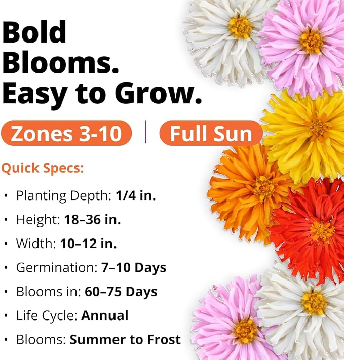 HOME GROWN Zinnia Cactus Mix Seeds - 650 Flower Seeds for Spring Planting Outdoors 2026, Large Zinnia Flower Seed, Easy Grow Garden & Cut Flowers (Zinnia elegans)
