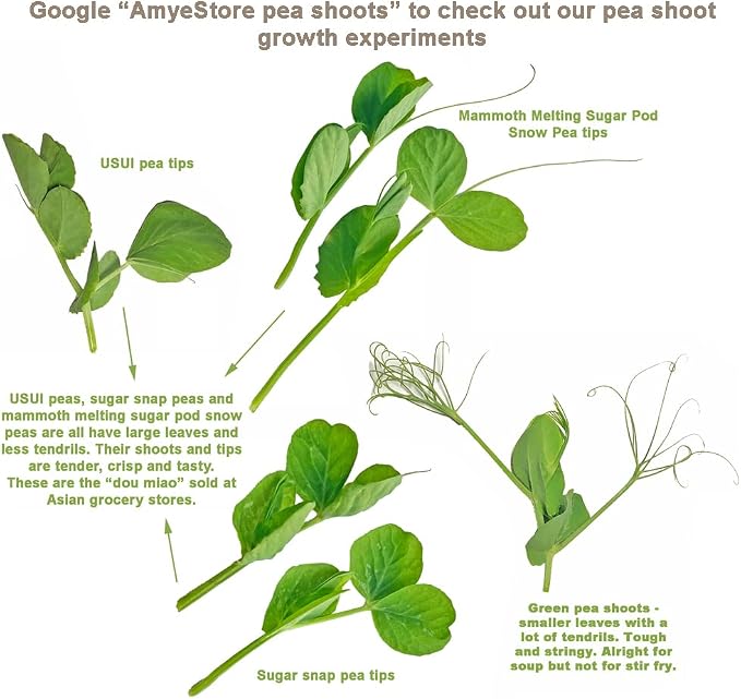 Bean Seeds for Planting Vegetables and Fruits. Pole Beans,Bush Beans,Romano Beans.Non GMO Garden Seeds for Home Vegetable Garden-65ct+ Sugar Snap Pea Seeds,豌豆苗,Edible Pod/Sweet Snap Pea Shoots & Tips