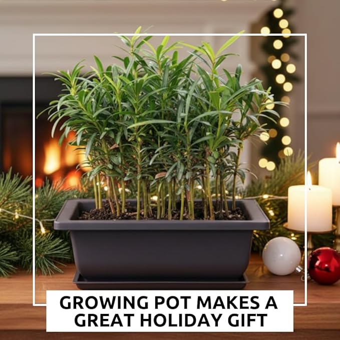 CZ Grain Large Bonsai Pot and Drip Tray - 11 inch Rectangle Container with Tray - Durable Container for Indoor and Outdoor Plants - Planter for Bonsai Trees, Indoor Plants & Herbs