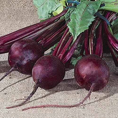 Burpee Detroit Dark Red Medium Top Beet Seeds 500 seeds