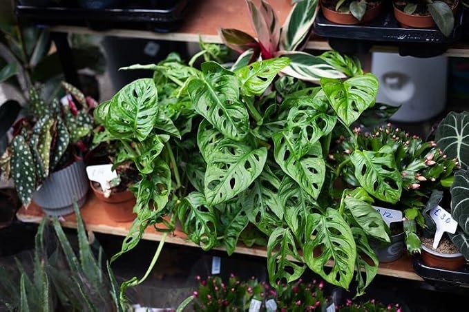 Gardenera Premium Swiss Cheese Plant Potting Mix - Monstera Deliciosa Blend for Optimal Nutrients and Drainage for Healthy Growth - 3 Quart