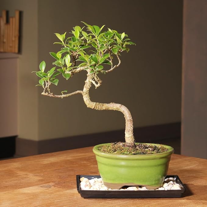 Brussel's Bonsai - Live Golden Gate Ficus Bonsai Tree with Ceramic Bonsai Pot & Humidity Tray, Indoor Bonsai Plant, 7 Years Old, 8-16 Inches Tall, Easy Care Houseplant for Home or Office (Medium)