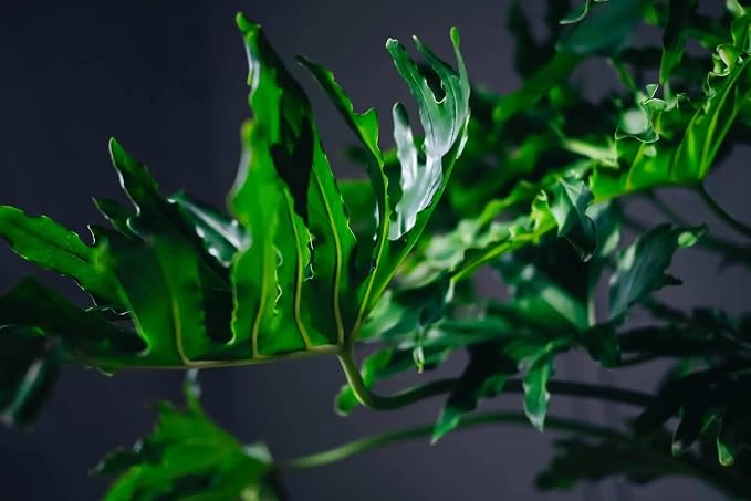 Gardenera Split Leaf Philodendron Potting Soil - Enhances Aeration and Drainage for Thriving Foliage - 3 Quart