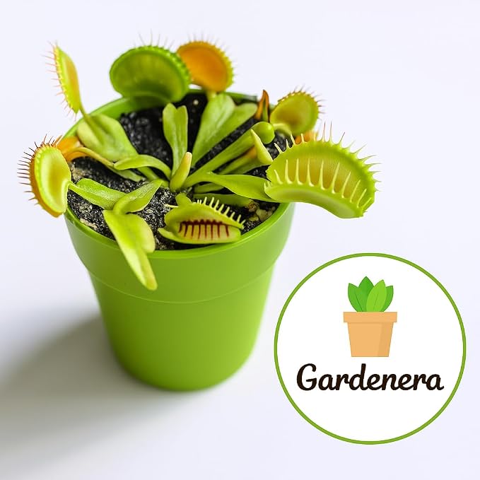 GARDENERA Sphagnum Moss Potting Mix for Carnivorous Plants, Moss and Perlite Blend for Potting Venus Fly Traps, Sarracenia, Pitcher Plants - 75% Sphagnum Moss + 25% Perlite - Made in USA - 4 Quart