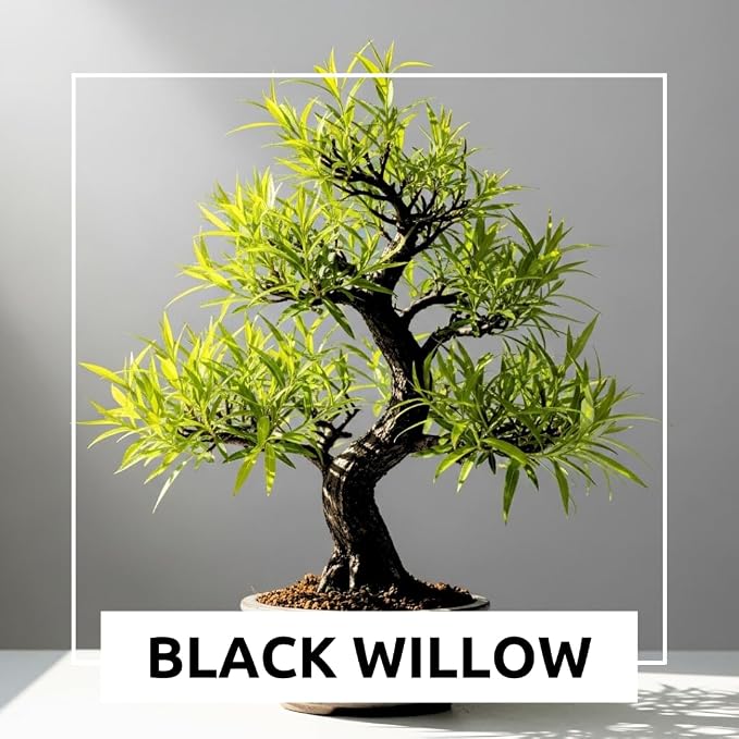 Blackskin Willow Bonsai Tree Cutting to Grow - Rare Dark Branches, Easy-to-Grow Bonsai for Indoor & Outdoor Decor, Beginner-Friendly, Unique Miniature Tree Gift, Fast Growing