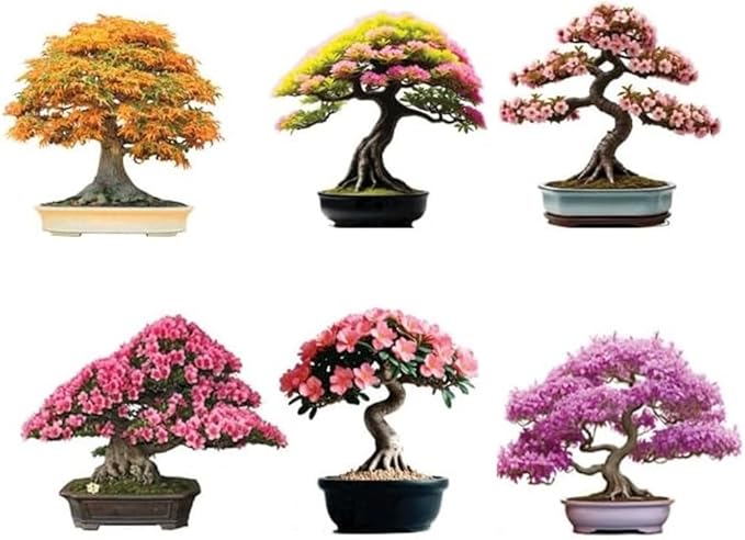 6 Types of Bonsai Tree Seeds for Planting - Pick from 3 Kits or Get Them All (Kit 2-6 Types)