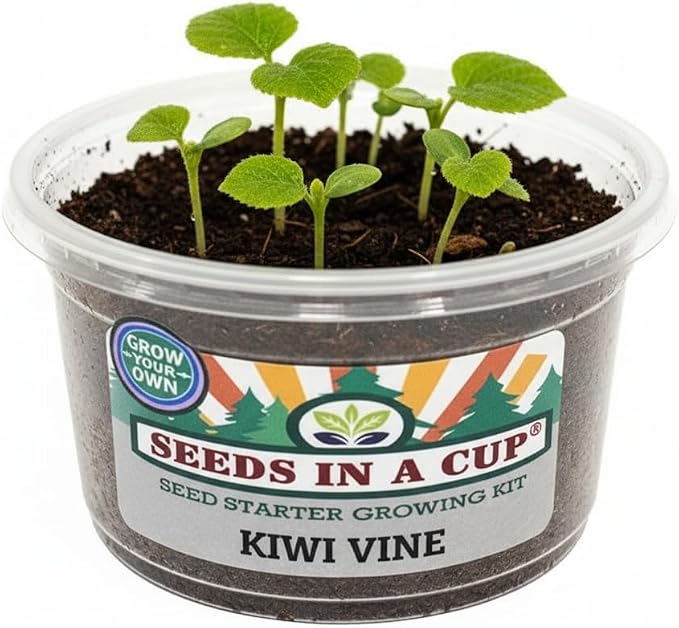 Peach Tree | Seeds In A Cup: Tree Starter Kit | Easy to use | Educational | Memorial Gift | Plant It for The Planet | Grow Your Own Tree |