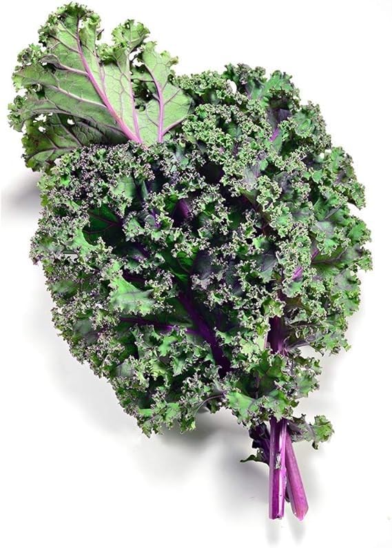 Red Russian Kale Seeds for Planting – Plant & Grow Heirloom Non GMO Red Russian Kale in Home Outdoor Vegetable Garden, Brassica Napus VAR. pabularia – 2 Packets