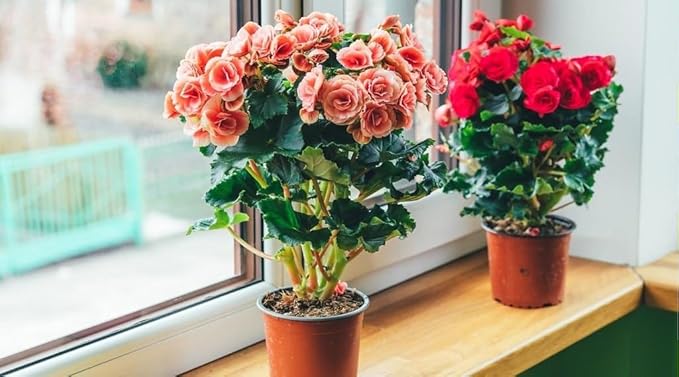 GARDENERA Begonia Plant Potting Soil - Enhance Blooming Beauty and Health with Professional Grade Nutrient-Rich Mix - 3 Quart