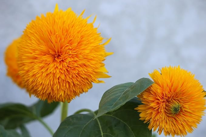 Black Duck Brand Set of Flower Seed Packets! Flower Seeds in Bulk - Great for Creating The Garden of Your Dreams! (200, Teddybear Sunflower)