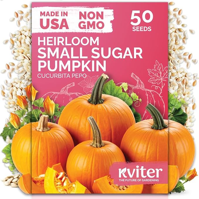KVITER 50 Sugar Pumpkin Seeds (Cucurbita Pepo) – Small Pumpkin Heirloom Seed, Sweet Fine-Grained Flesh for Canning & Pies – Vegetable Seeds for Planting in Outdoor Garden