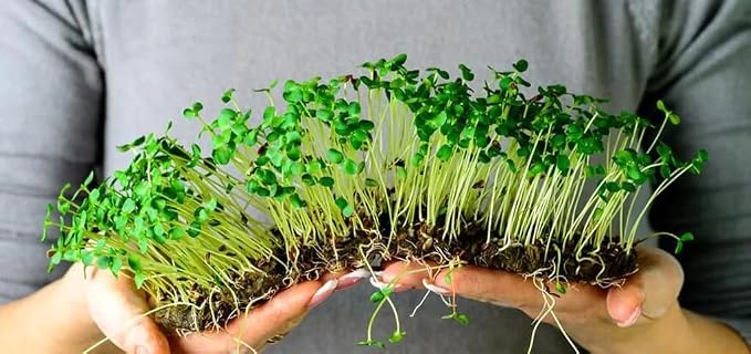 Organic Microgreens Premium Potting Mix by Gardenera - 10 Quart - Sustainably Sourced Ingredients for Eco-Friendly Gardening - (2 Bags of 5QT)