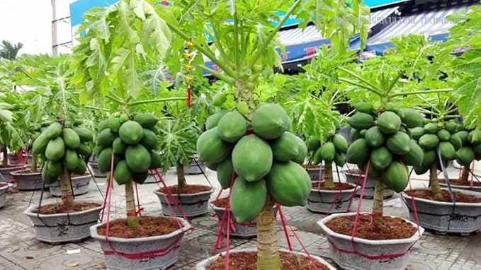 Elevate Your Papaya Garden with Gardenera's Organic Potting Mix - Tailored for Robust Papaya Plants and Flavorful Harvests - 2 Quart