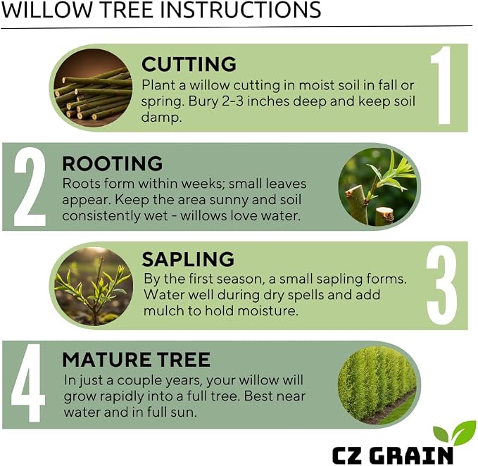 Blackskin Willow Bonsai Tree Cutting to Grow - Rare Dark Branches, Easy-to-Grow Bonsai for Indoor & Outdoor Decor, Beginner-Friendly, Unique Miniature Tree Gift, Fast Growing